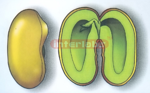 DICOTYLEDON BEAM SEED MODEL